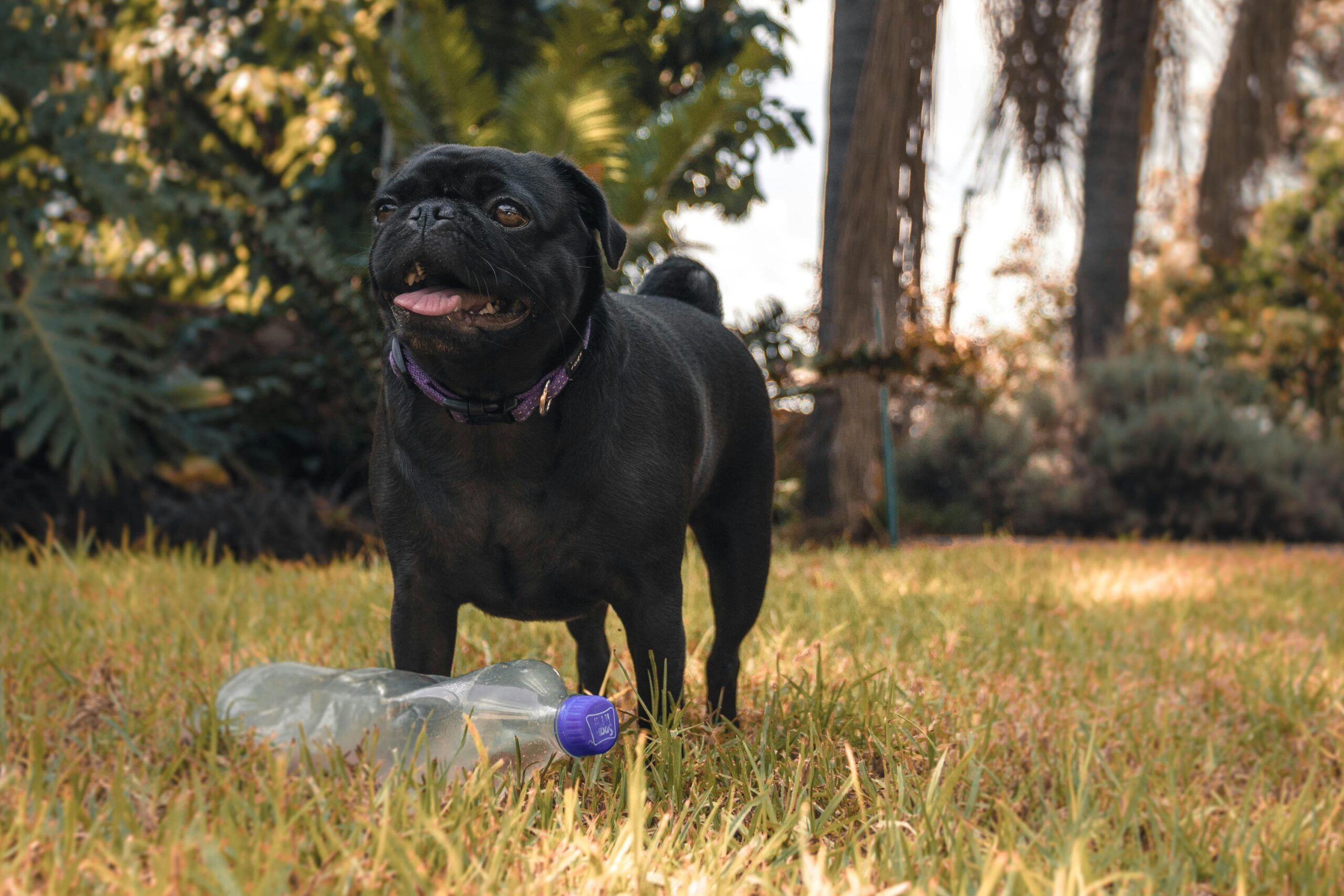 Foto Des Schwarzen Mops, Der Vor Der Klaren Plastikflasche Steht